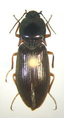 Selatosomus splendens