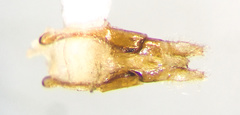 Selatosomus splendens