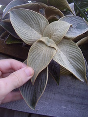 Strobilanthes gossypina