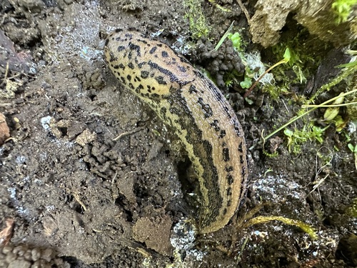 Leopard Slug