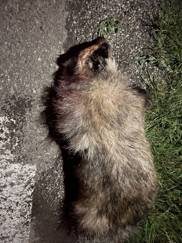 European Badger