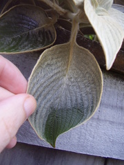 Strobilanthes gossypina