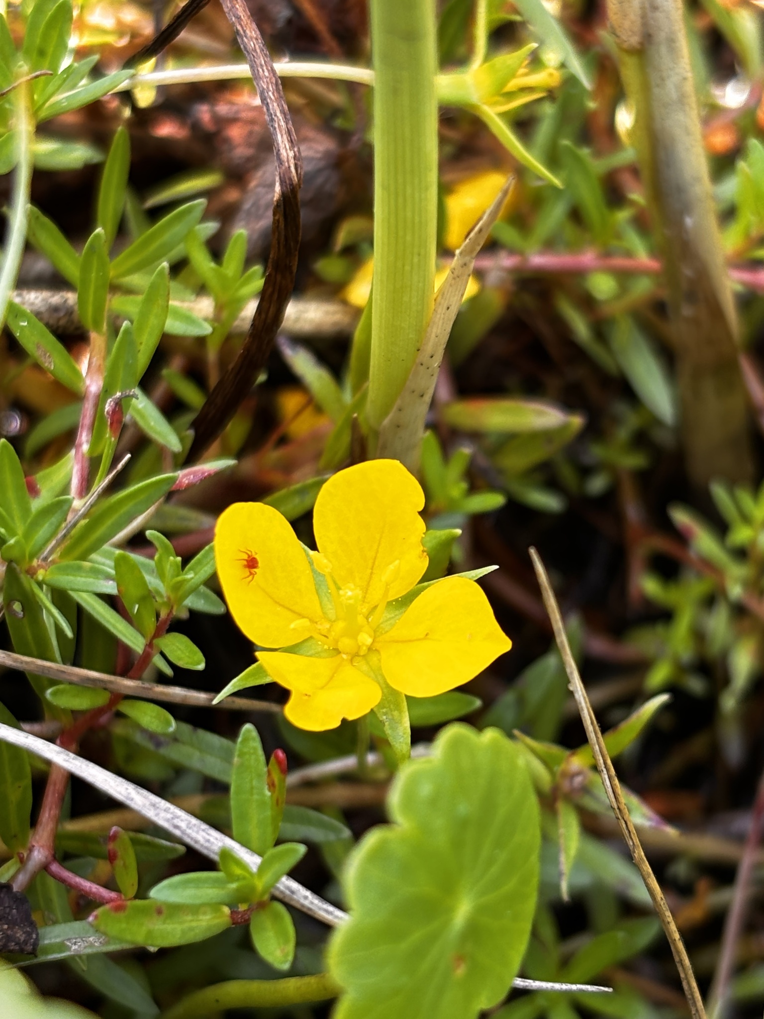 Imagem de Ludwigia arcuata