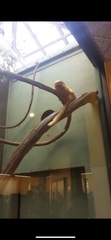 Leontopithecus rosalia