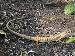 Elgaria multicarinata