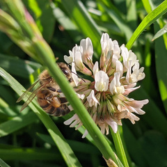 Apis mellifera