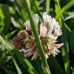 Apis mellifera