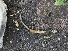 Elgaria multicarinata