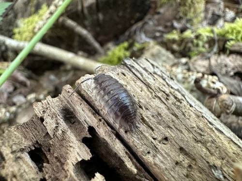 Common Shiny Woodlouse