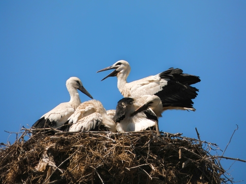 White Stork