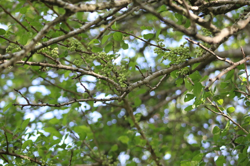 Phyllanthus chacoensis, photograph 6