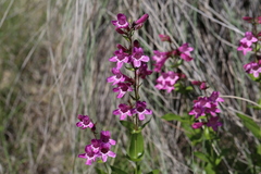 Penstemon triflorus