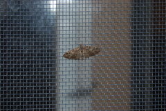 Eupithecia columbiata