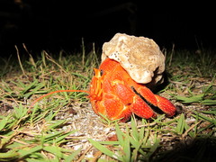 Coenobita perlatus