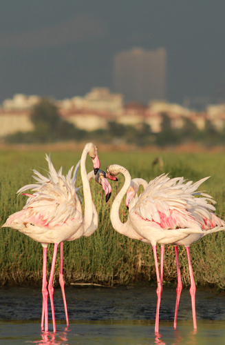 Greater Flamingo