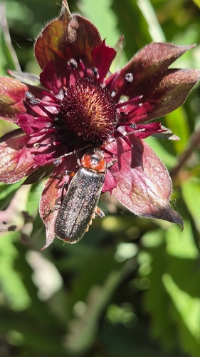 marsh cinquefoil