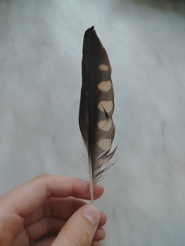 Plume de Faucon hobereau