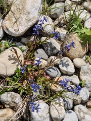 Polygala amara