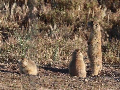 Utah Prairie Dog observed by jspaulding