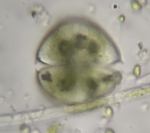 Staurodesmus dickiei, 2026-06-08