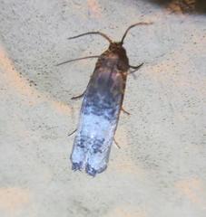 Epiblema desertana
