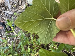Ribes malvaceum