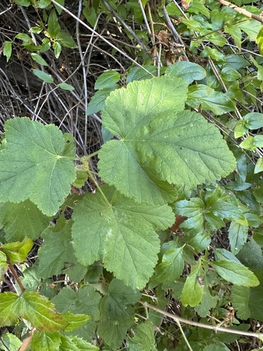 Ribes malvaceum, photograph 1