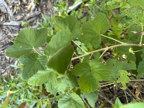 Ribes malvaceum, photograph 2