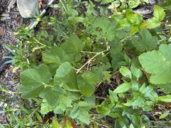 author not stated, no rights reserved Ribes malvaceum, photograph author not stated, no rights reserved