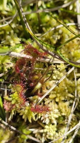 round-leaved sundew