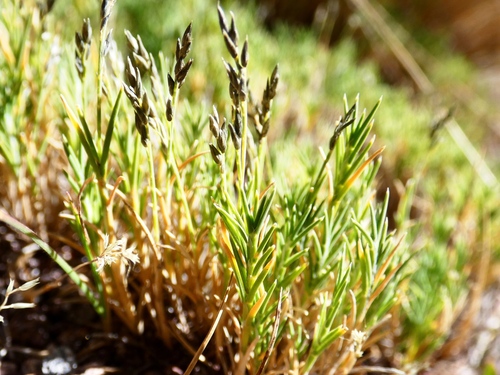 Muhlenbergia ligularis