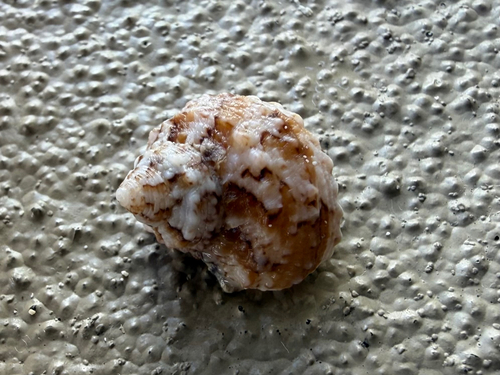 Chestnut Turban