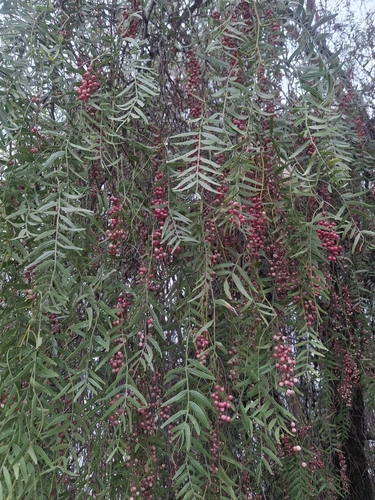 Peruvian Pepper Tree