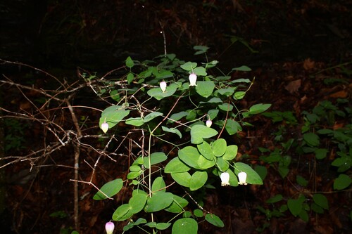 Clematis versicolor, photograph 1