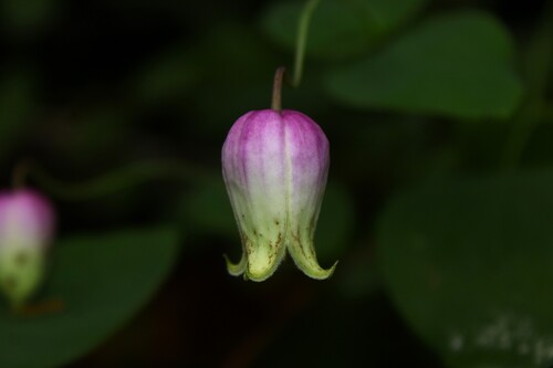 Clematis versicolor