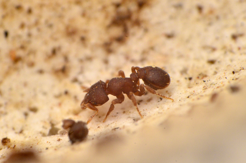 Octostruma balzani
