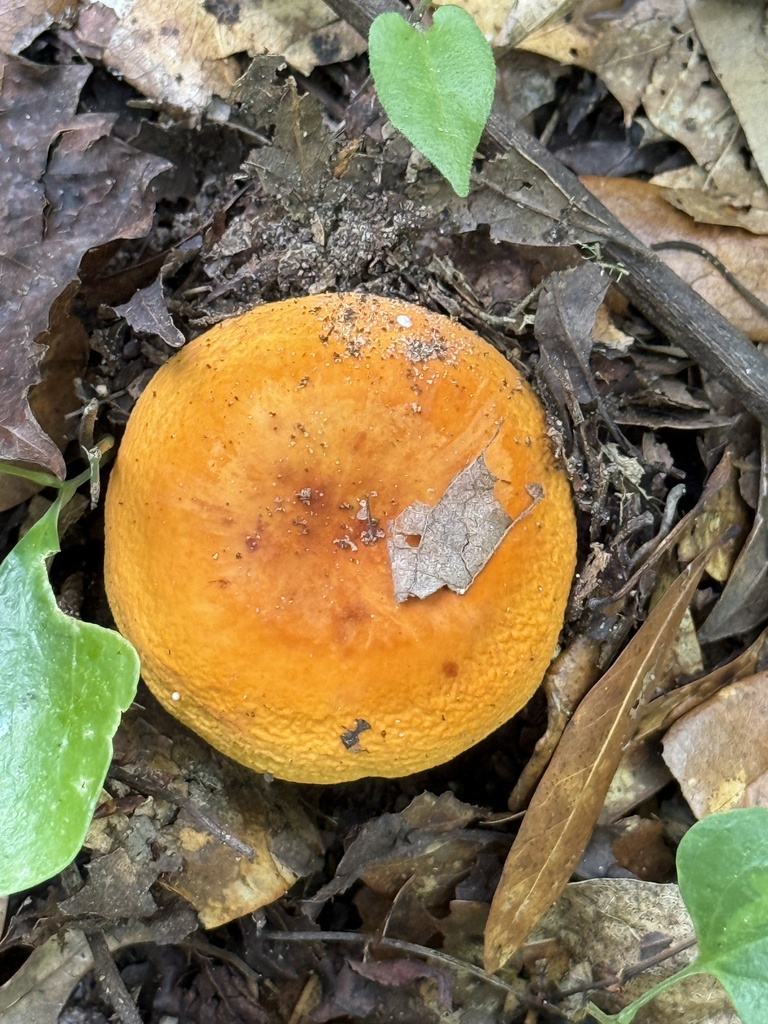 Lactifluus sp. 'volemus-IN05'