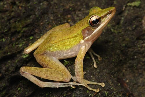 Chalcorana parvaccola