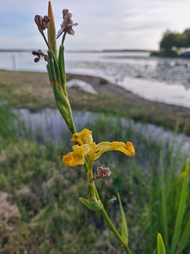 Yellow Iris