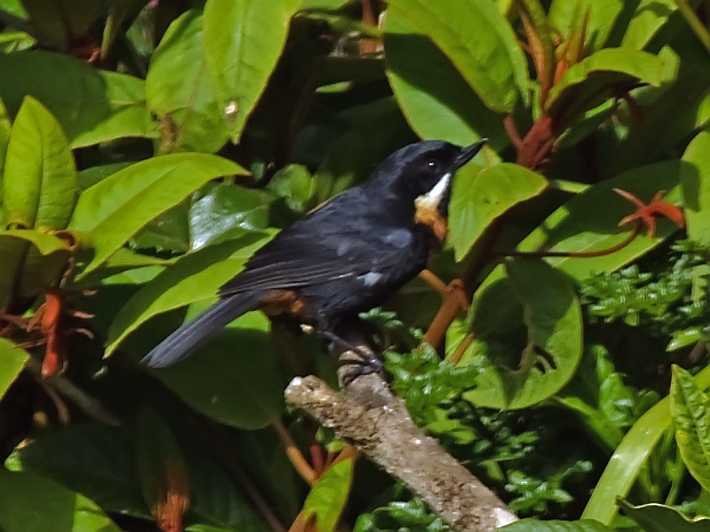 Moustached Flowerpiercer