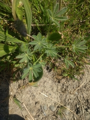 Lupinus densiflorus densiflorus
