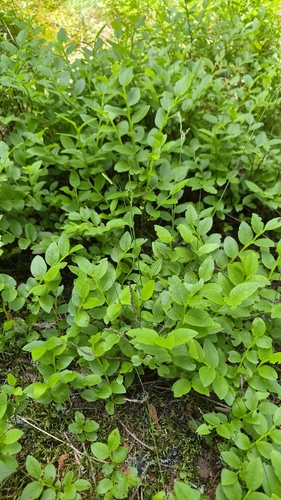 common bilberry