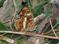 Araschnia prorsoides