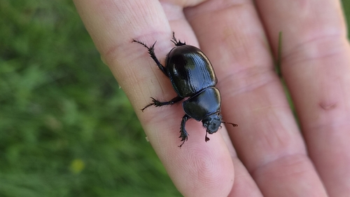 Woodland Dor Beetle
