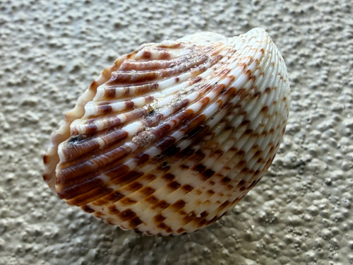 Atlantic strawberry cockle
