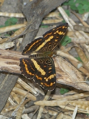 Araschnia prorsoides