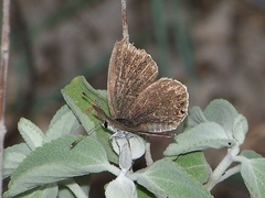 Tongeia zuthus