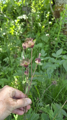 Water Avens