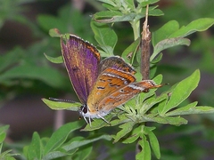 Lycaena li