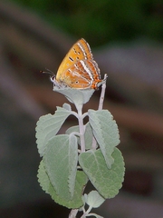 Lycaena li